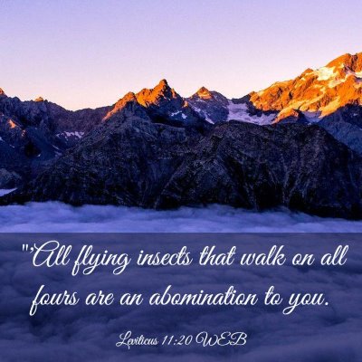 Picture 03 - Leviticus 11:20 WEB - 
