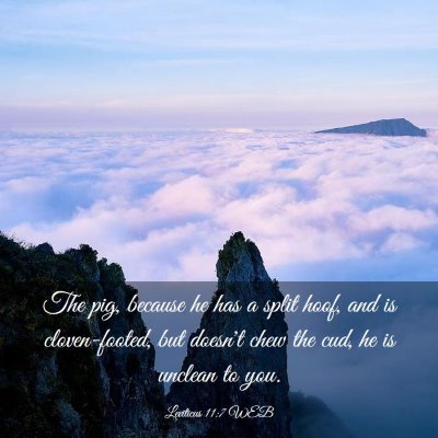 Picture 03 - Leviticus 11:7 WEB - The pig, because he has a split hoof, and is - Bible Verse Picture
