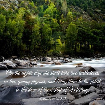 Picture 03 - Leviticus 15:29 WEB - On the eighth day she shall take two turtledoves, - Bible Verse Picture