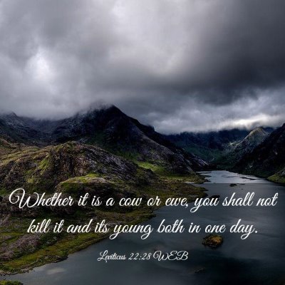 Picture 03 - Leviticus 22:28 WEB - Whether it is a cow or ewe, you shall not kill it - Bible Verse Picture