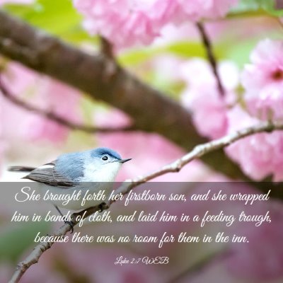 Picture 03 - Luke 2:7 WEB - She brought forth her firstborn son, and she - Bible Verse Picture