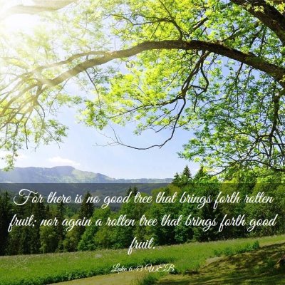 Picture 03 - Luke 6:43 WEB - For there is no good tree that brings forth - Bible Verse Picture