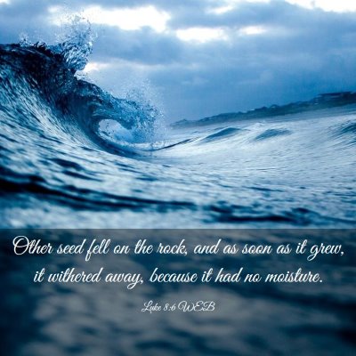 Picture 03 - Luke 8:6 WEB - Other seed fell on the rock, and as soon as it - Bible Verse Picture