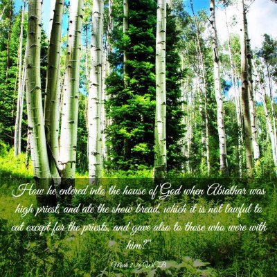 Picture 03 - Mark 2:26 WEB - How he entered into the house of God when - Bible Verse Picture