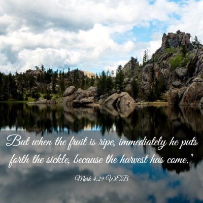 Picture 03 - Mark 4:29 WEB - But when the fruit is ripe, immediately he puts - Bible Verse Picture