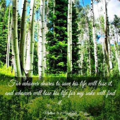 Picture 03 - Matthew 16:25 WEB - For whoever desires to save his life will lose - Bible Verse Picture