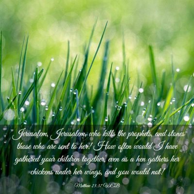 Picture 03 - Matthew 23:37 WEB - 