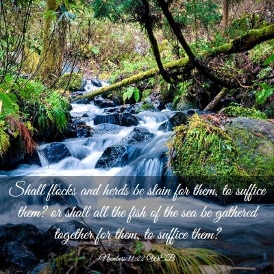 Picture 03 - Numbers 11:22 WEB - Shall flocks and herds be slain for them, to - Bible Verse Picture