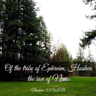 Picture 03 - Numbers 13:8 WEB - Of the tribe of Ephraim, Hoshea the son of - Bible Verse Picture