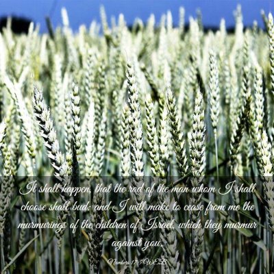 Picture 03 - Numbers 17:5 WEB - It shall happen, that the rod of the man whom I - Bible Verse Picture