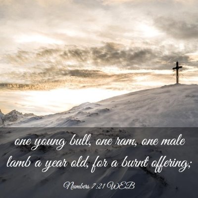 Picture 03 - Numbers 7:21 WEB - one young bull, one ram, one male lamb a year - Bible Verse Picture