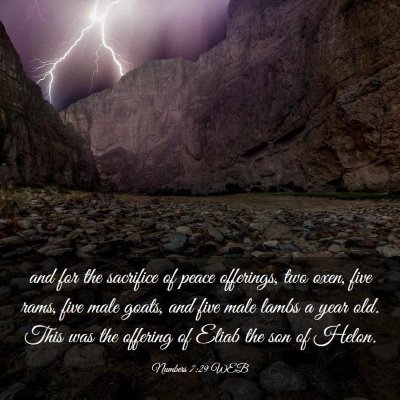 Picture 03 - Numbers 7:29 WEB - and for the sacrifice of peace offerings, two - Bible Verse Picture
