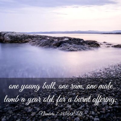 Picture 03 - Numbers 7:39 WEB - one young bull, one ram, one male lamb a year - Bible Verse Picture