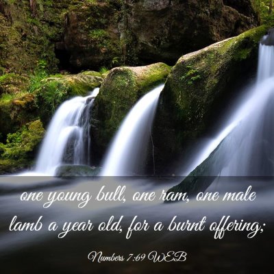 Picture 03 - Numbers 7:69 WEB - one young bull, one ram, one male lamb a year - Bible Verse Picture