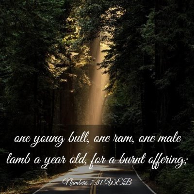 Picture 03 - Numbers 7:81 WEB - one young bull, one ram, one male lamb a year - Bible Verse Picture