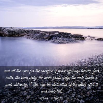 Picture 03 - Numbers 7:88 WEB - and all the oxen for the sacrifice of peace - Bible Verse Picture