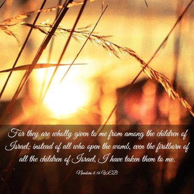 Picture 03 - Numbers 8:16 WEB - For they are wholly given to me from among the - Bible Verse Picture