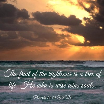 Picture 03 - Proverbs 11:30 WEB - The fruit of the righteous is a tree of life. He - Bible Verse Picture