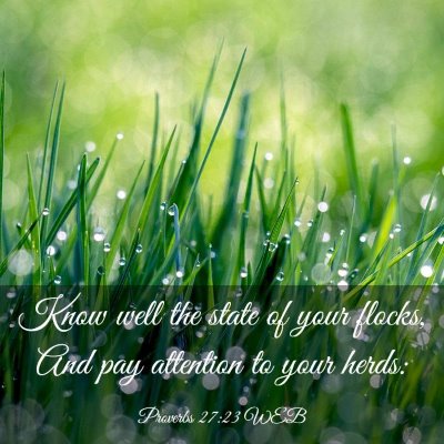 Picture 03 - Proverbs 27:23 WEB - Know well the state of your flocks, And pay - Bible Verse Picture