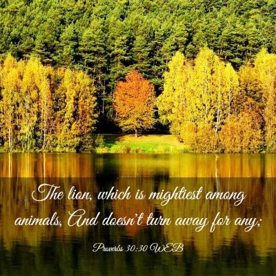 Picture 03 - Proverbs 30:30 WEB - The lion, which is mightiest among animals, And - Bible Verse Picture