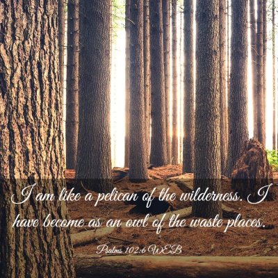 Picture 03 - Psalms 102:6 WEB - I am like a pelican of the wilderness. I have - Bible Verse Picture