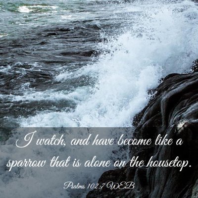 Picture 03 - Psalms 102:7 WEB - I watch, and have become like a sparrow that is - Bible Verse Picture