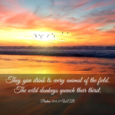 Picture 03 - Psalms 104:11 WEB - They give drink to every animal of the field. The - Bible Verse Picture
