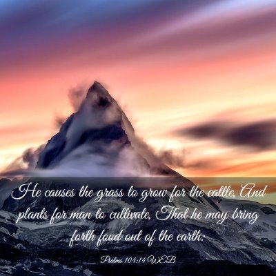 Picture 03 - Psalms 104:14 WEB - He causes the grass to grow for the cattle, And - Bible Verse Picture