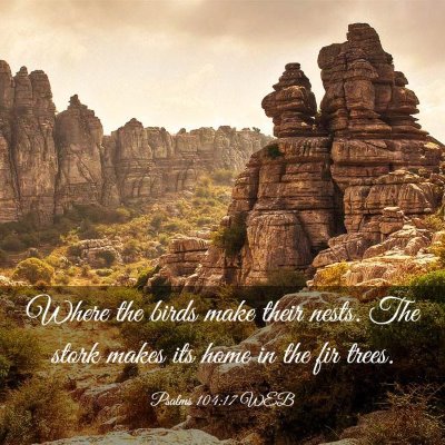 Picture 03 - Psalms 104:17 WEB - Where the birds make their nests. The stork makes - Bible Verse Picture