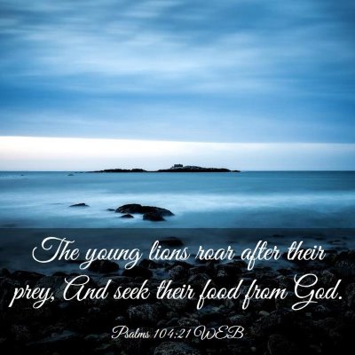 Picture 03 - Psalms 104:21 WEB - The young lions roar after their prey, And seek - Bible Verse Picture