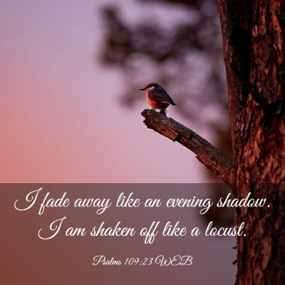 Picture 03 - Psalms 109:23 WEB - I fade away like an evening shadow. I am shaken - Bible Verse Picture