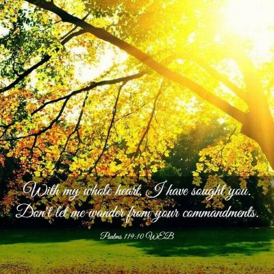 Picture 03 - Psalms 119:10 WEB - With my whole heart, I have sought you. Don't let - Bible Verse Picture