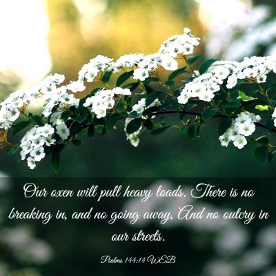 Picture 03 - Psalms 144:14 WEB - Our oxen will pull heavy loads. There is no - Bible Verse Picture