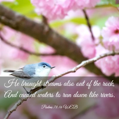 Picture 03 - Psalms 78:16 WEB - He brought streams also out of the rock, And - Bible Verse Picture