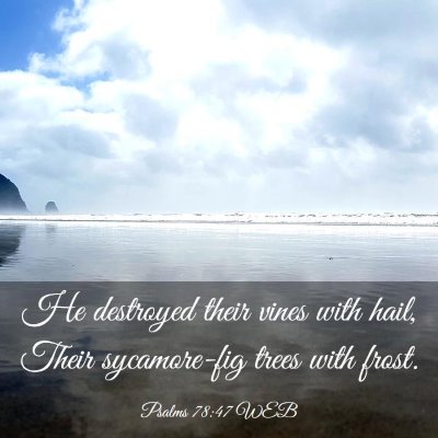 Picture 03 - Psalms 78:47 WEB - He destroyed their vines with hail, Their - Bible Verse Picture