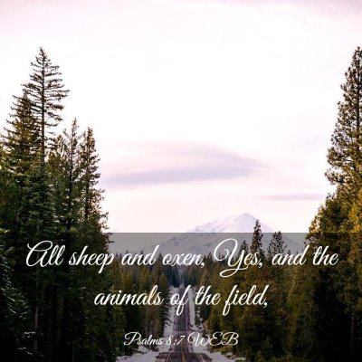 Picture 03 - Psalms 8:7 WEB - All sheep and oxen, Yes, and the animals of the - Bible Verse Picture