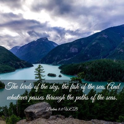 Picture 03 - Psalms 8:8 WEB - The birds of the sky, the fish of the sea, And - Bible Verse Picture