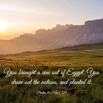 Picture 03 - Psalms 80:8 WEB - You brought a vine out of Egypt. You drove out - Bible Verse Picture