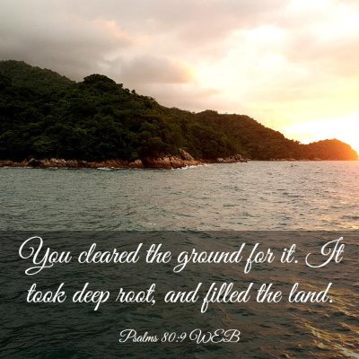 Picture 03 - Psalms 80:9 WEB - You cleared the ground for it. It took deep root, - Bible Verse Picture
