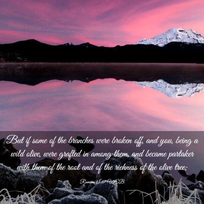 Picture 03 - Romans 11:17 WEB - But if some of the branches were broken off, and - Bible Verse Picture