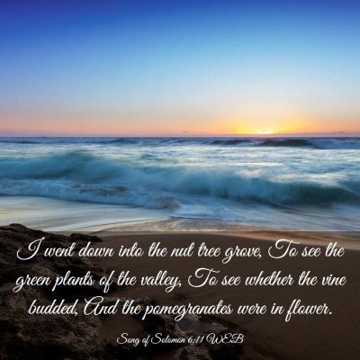 Picture 03 - Song of Solomon 6:11 WEB - I went down into the nut tree grove, To see the - Bible Verse Picture