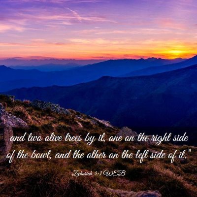 Picture 03 - Zechariah 4:3 WEB - and two olive trees by it, one on the right side - Bible Verse Picture