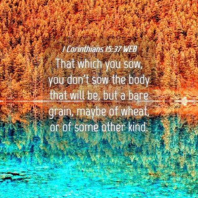 Picture 04 - 1 Corinthians 15:37 WEB - That which you sow, you don't sow the body that - Bible Verse Picture