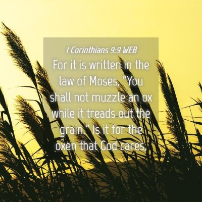 Picture 04 - 1 Corinthians 9:9 WEB - For it is written in the law of Moses, 