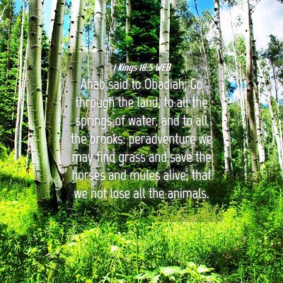 Picture 04 - 1 Kings 18:5 WEB - Ahab said to Obadiah, Go through the land, to all - Bible Verse Picture