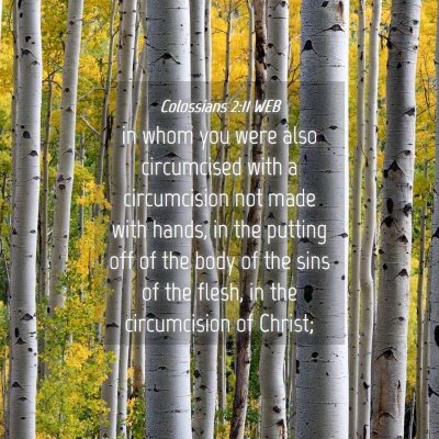 Picture 04 - Colossians 2:11 WEB - in whom you were also circumcised with a - Bible Verse Picture