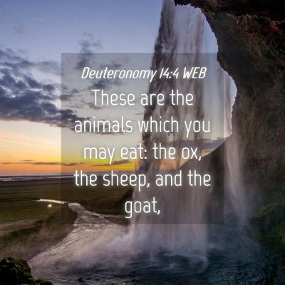 Picture 04 - Deuteronomy 14:4 WEB - These are the animals which you may eat: the ox, - Bible Verse Picture
