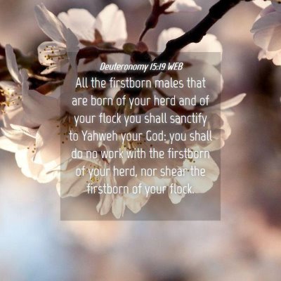 Picture 04 - Deuteronomy 15:19 WEB - All the firstborn males that are born of your - Bible Verse Picture