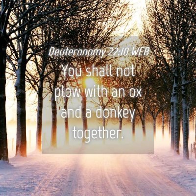Picture 04 - Deuteronomy 22:10 WEB - You shall not plow with an ox and a donkey - Bible Verse Picture