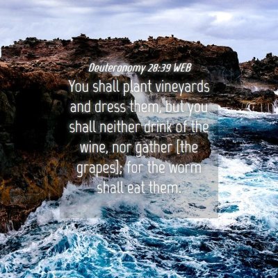 Picture 04 - Deuteronomy 28:39 WEB - You shall plant vineyards and dress them, but you - Bible Verse Picture
